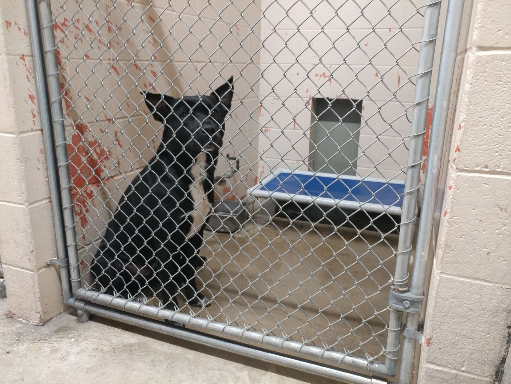 Should a private group ever try to seize someone's pets?