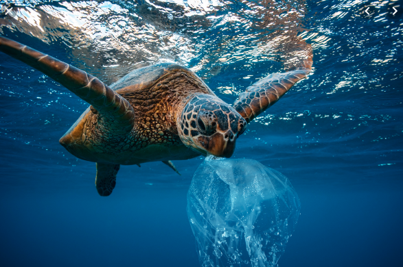 Are you concerned about ocean pollution?
