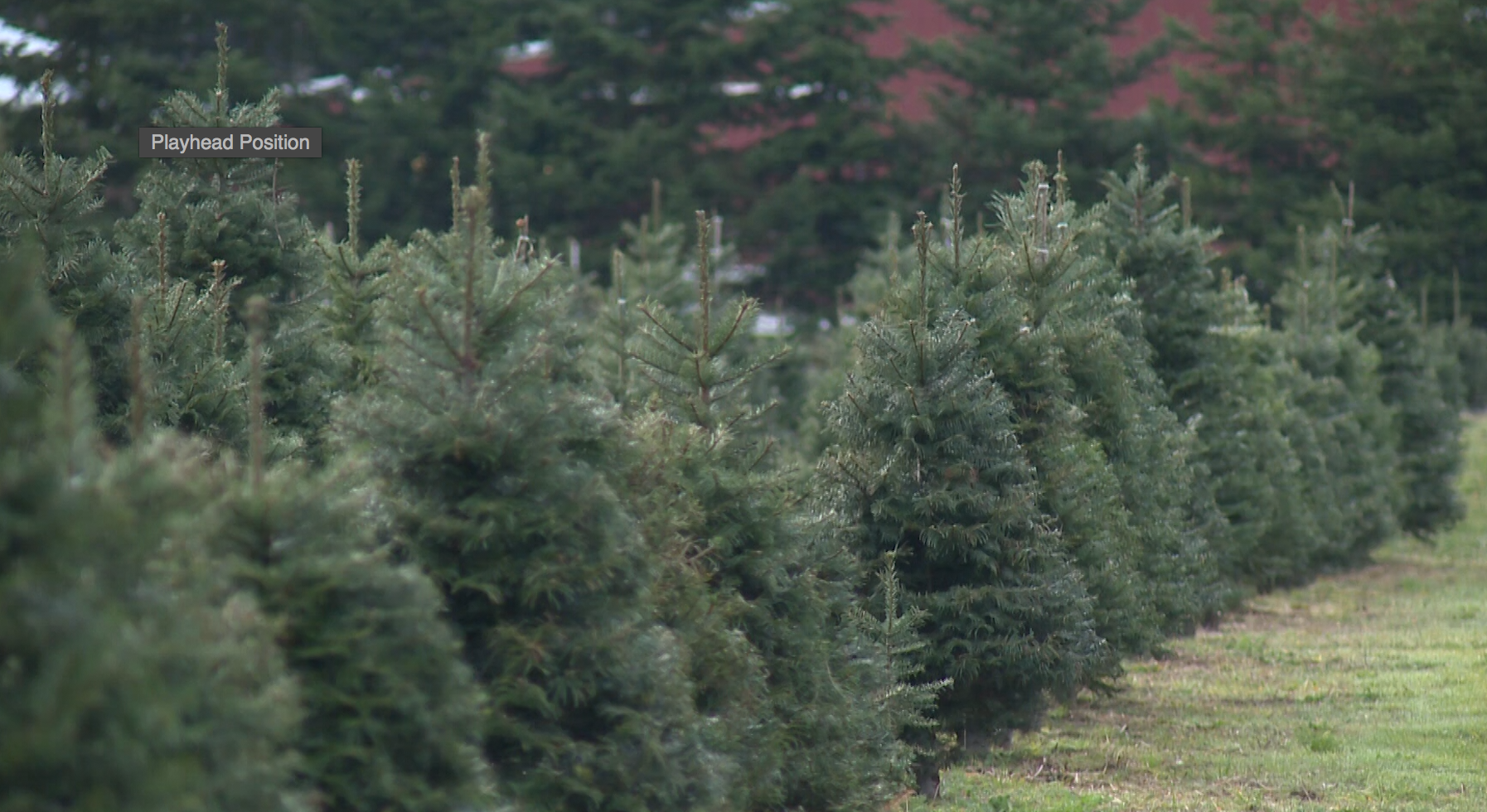 Do you prefer real or fake Christmas trees?