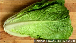 Will you still buy romaine for thanksgiving dinner?