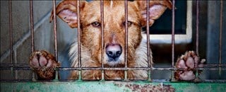 Will the new bill discourage cruelty to animals?