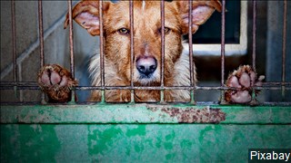 Will the new bill discourage cruelty to animals?