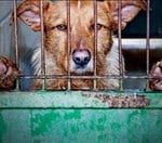 Will the new bill discourage cruelty to animals?