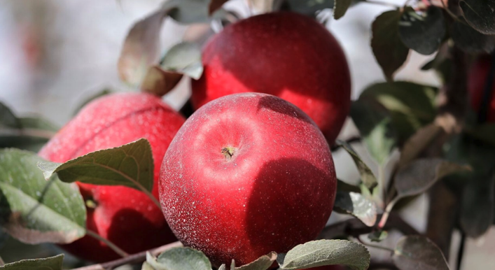 Would you try hybrid foods created through cross-pollination?