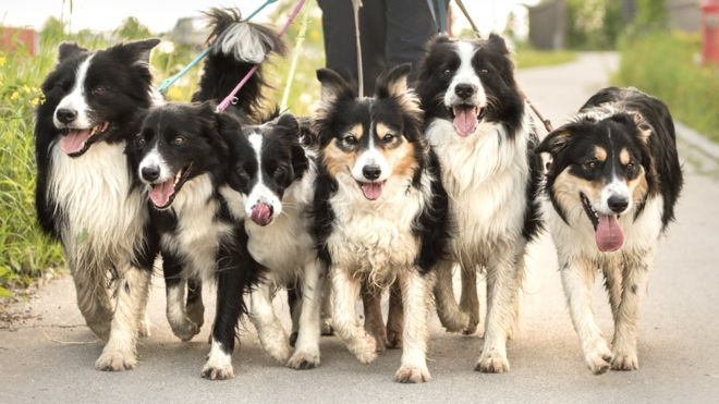 Should the city limit how many dogs or cats you can own?