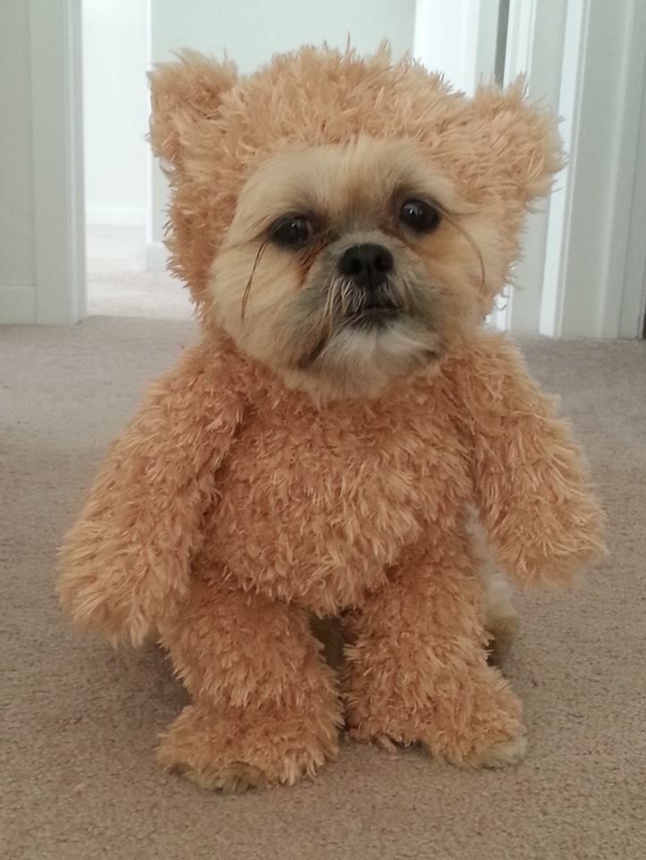 #NationalDressUpYourPetDay: What’s doggo wearing rn?
