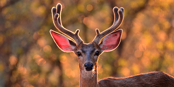 Should C. Oregon cities have codes to ban feeding wildlife?