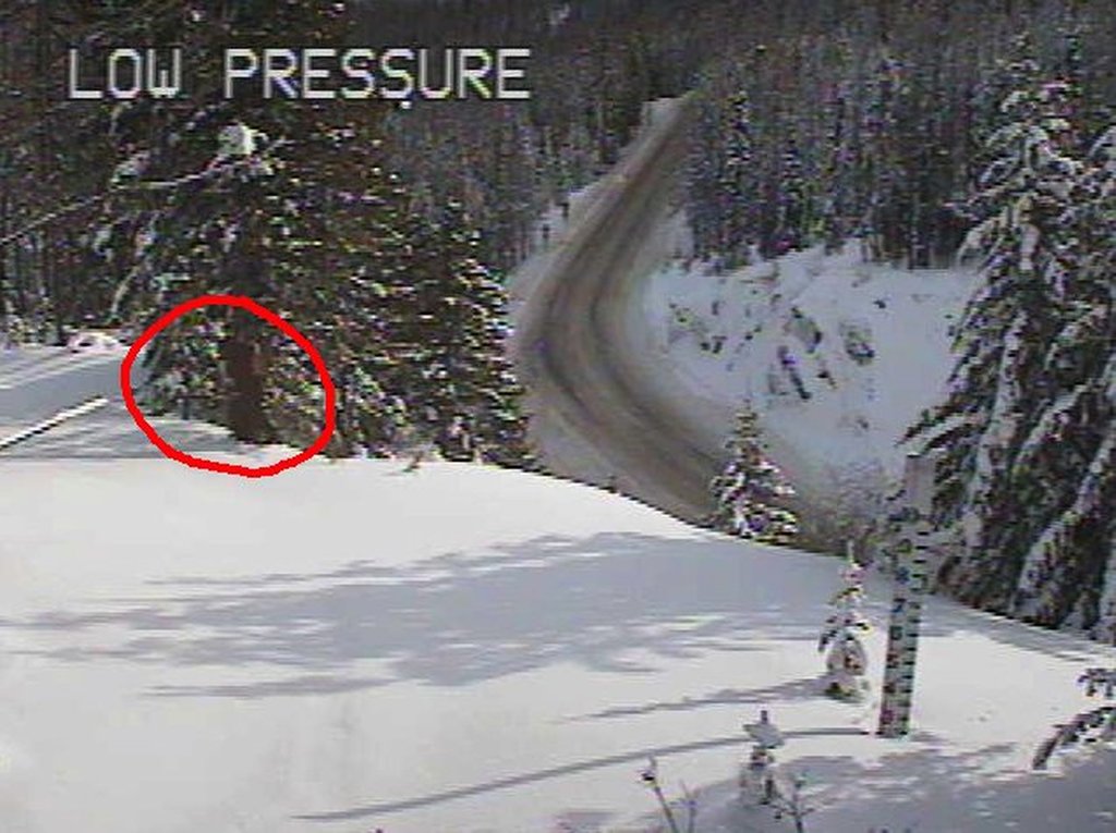 Was that BIGFOOT?!
