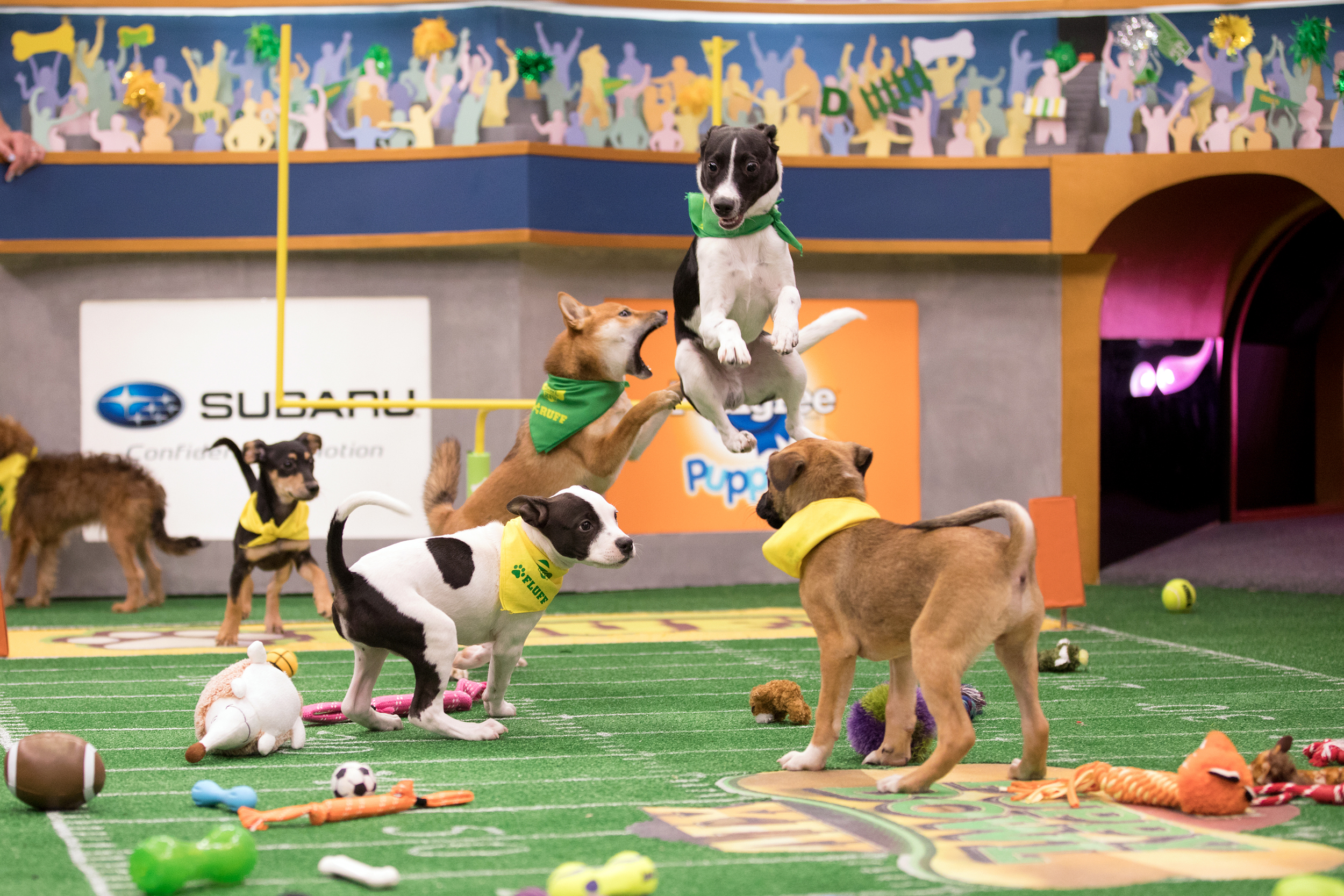 Would you adopt a dog from the puppy bowl?