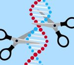 Where do you stand on CRISPR and DNA editing?