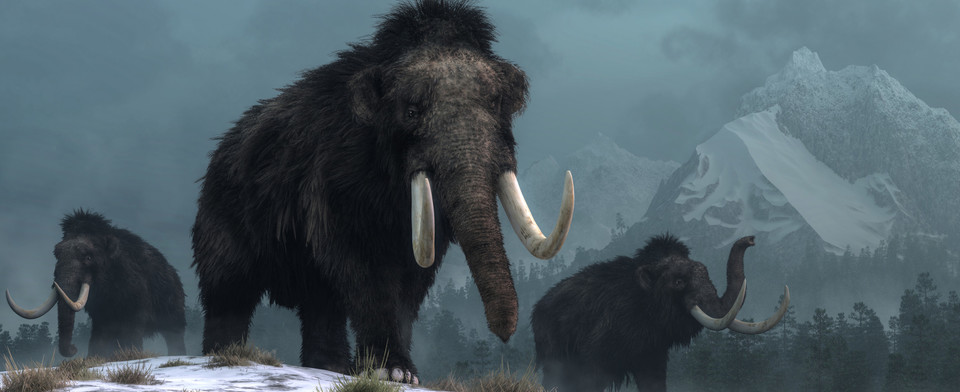 Should scientists revive the wooly mammoth?