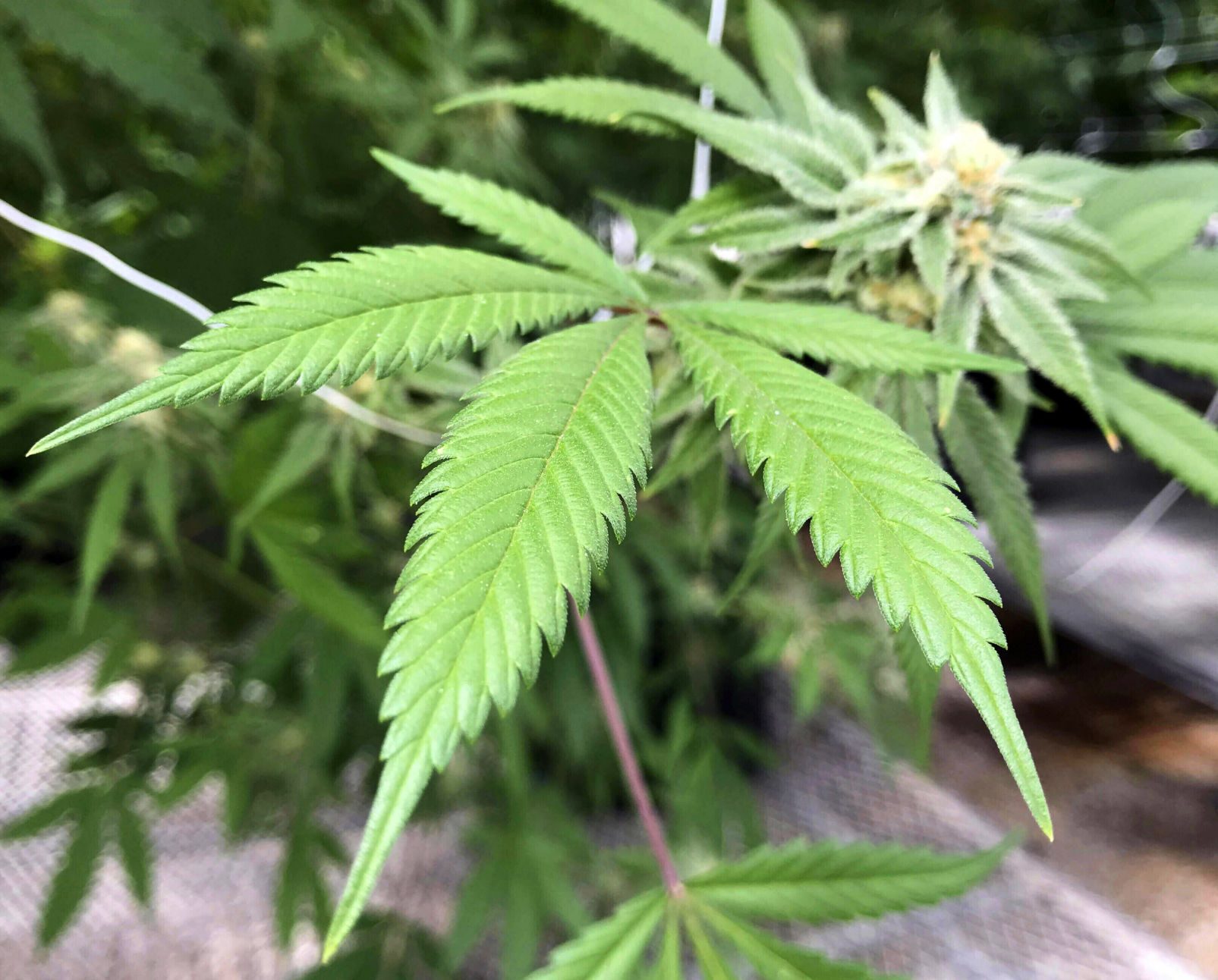 Are you confident in the state's handling of medical marijuana?