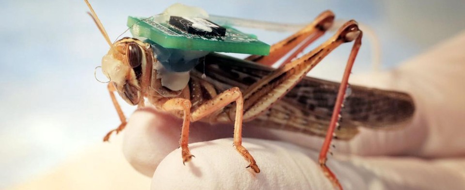 Bomb-sniffing cyborg locusts can successfully detect explosives