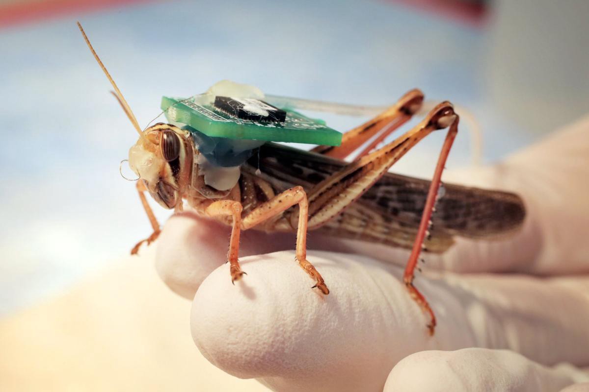 Bomb-sniffing cyborg locusts can successfully detect explosives