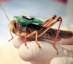 Bomb-sniffing cyborg locusts can successfully detect explosives