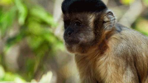 Are wild animals causing more disease for humans?
