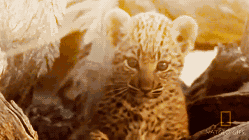 Do you want a baby Tiger?!