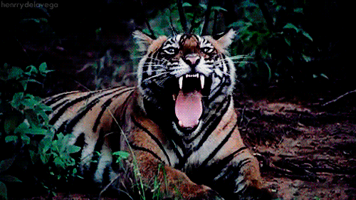 Should zoos be shut down for animal mistreatment?
