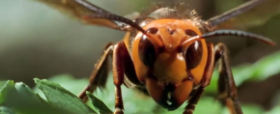Are you worried about the 'murder hornet?'