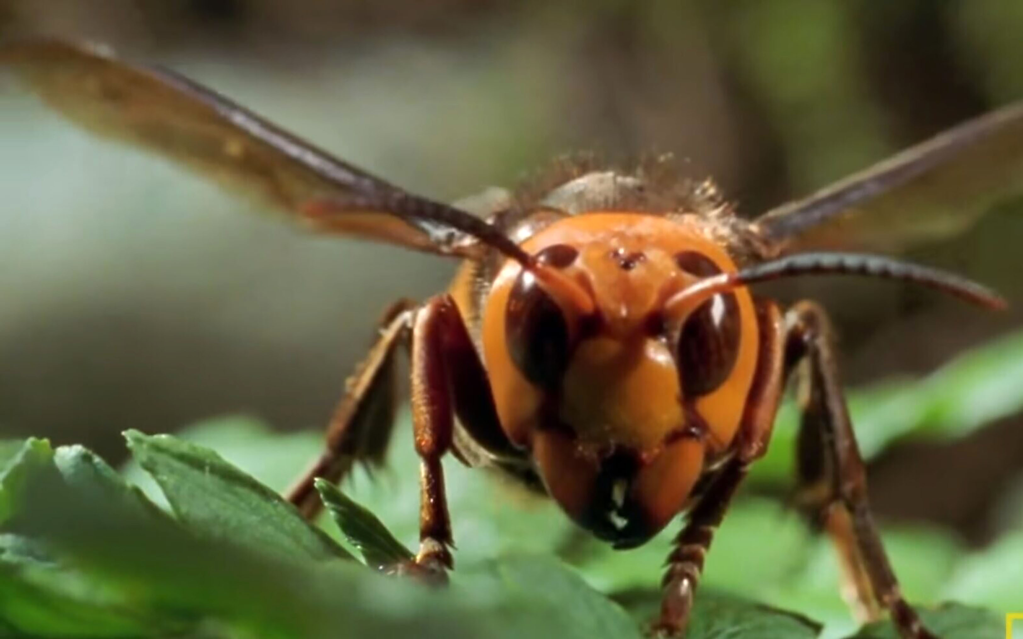 Are you worried about the 'murder hornet?'