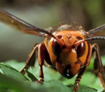 Are you worried about the 'murder hornet?'