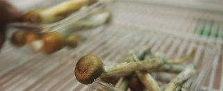 Are you against or in favor of passing the psilocybin measure?