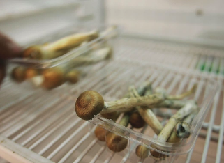 Are you against or in favor of passing the psilocybin measure?