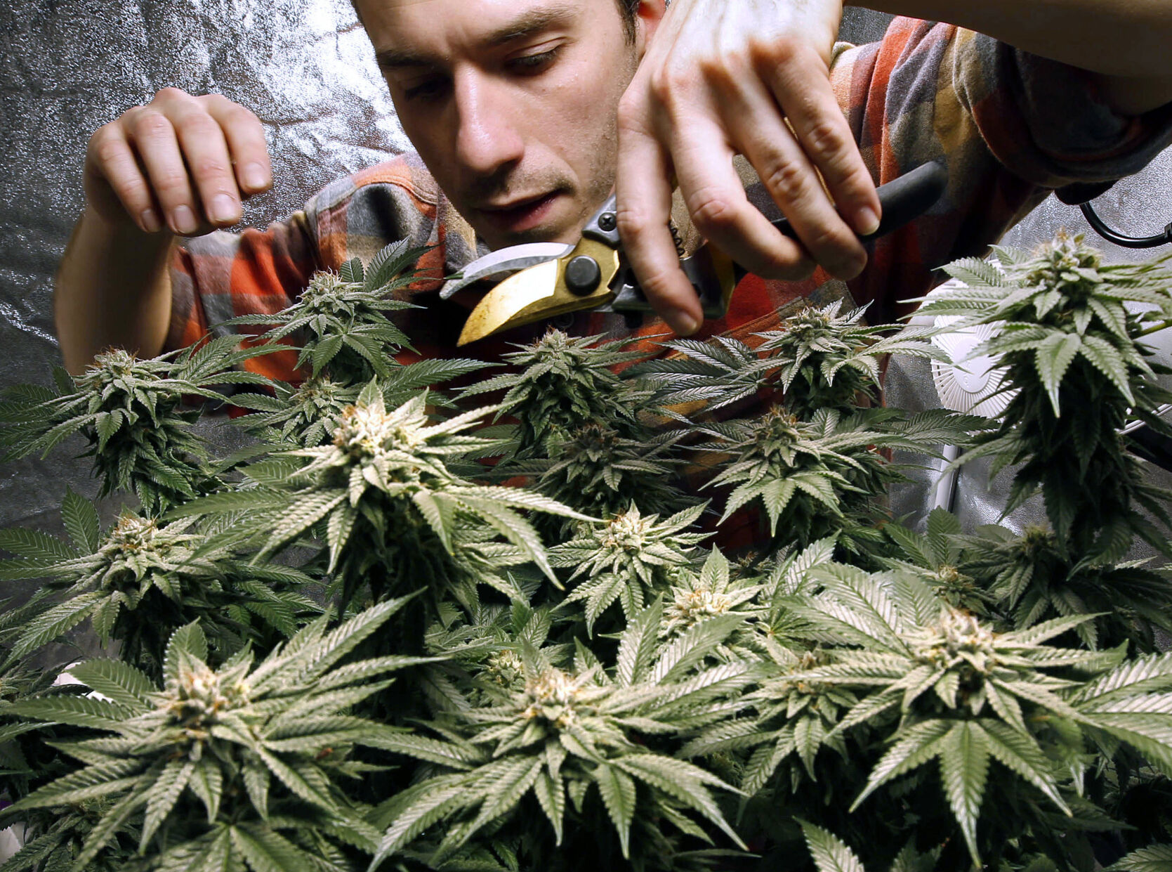 Medical marijuana is here. Do you support recreational use, too?