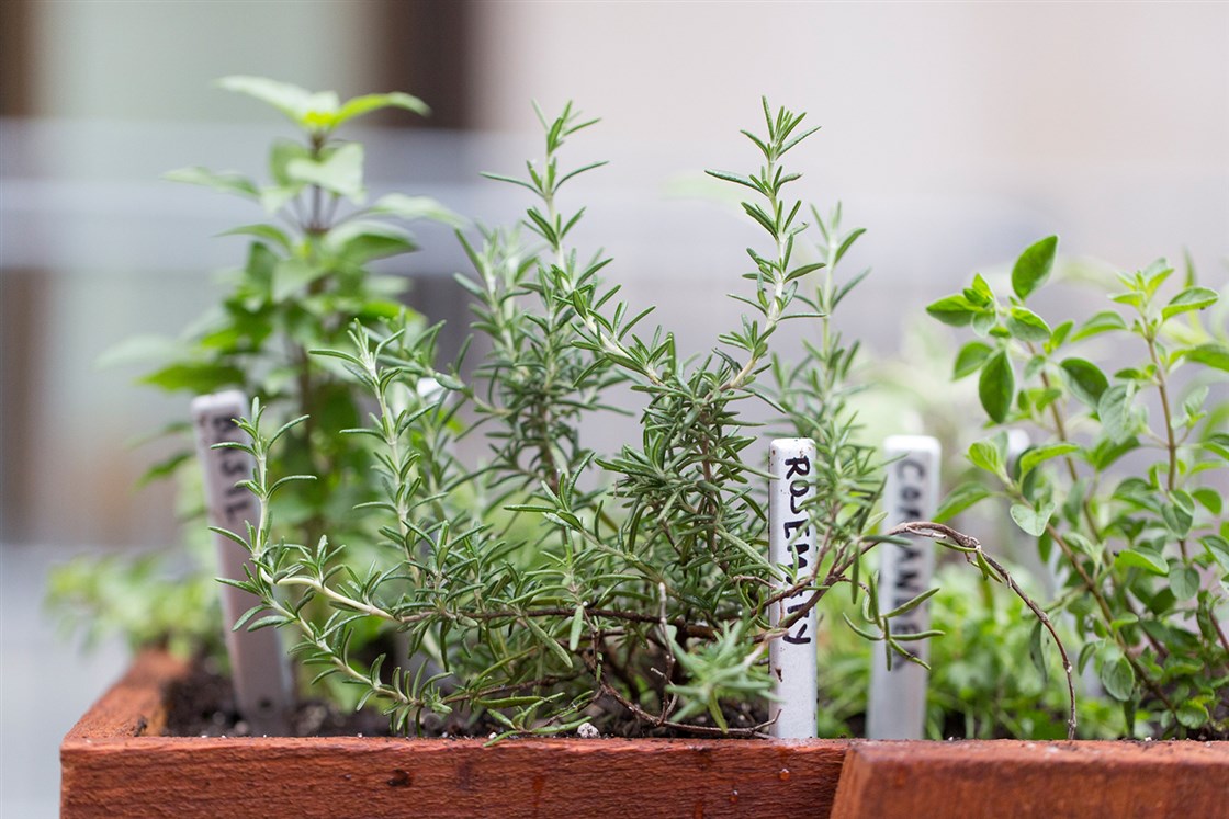 Do you use a silent H when using words like Herbs and Vehicle?