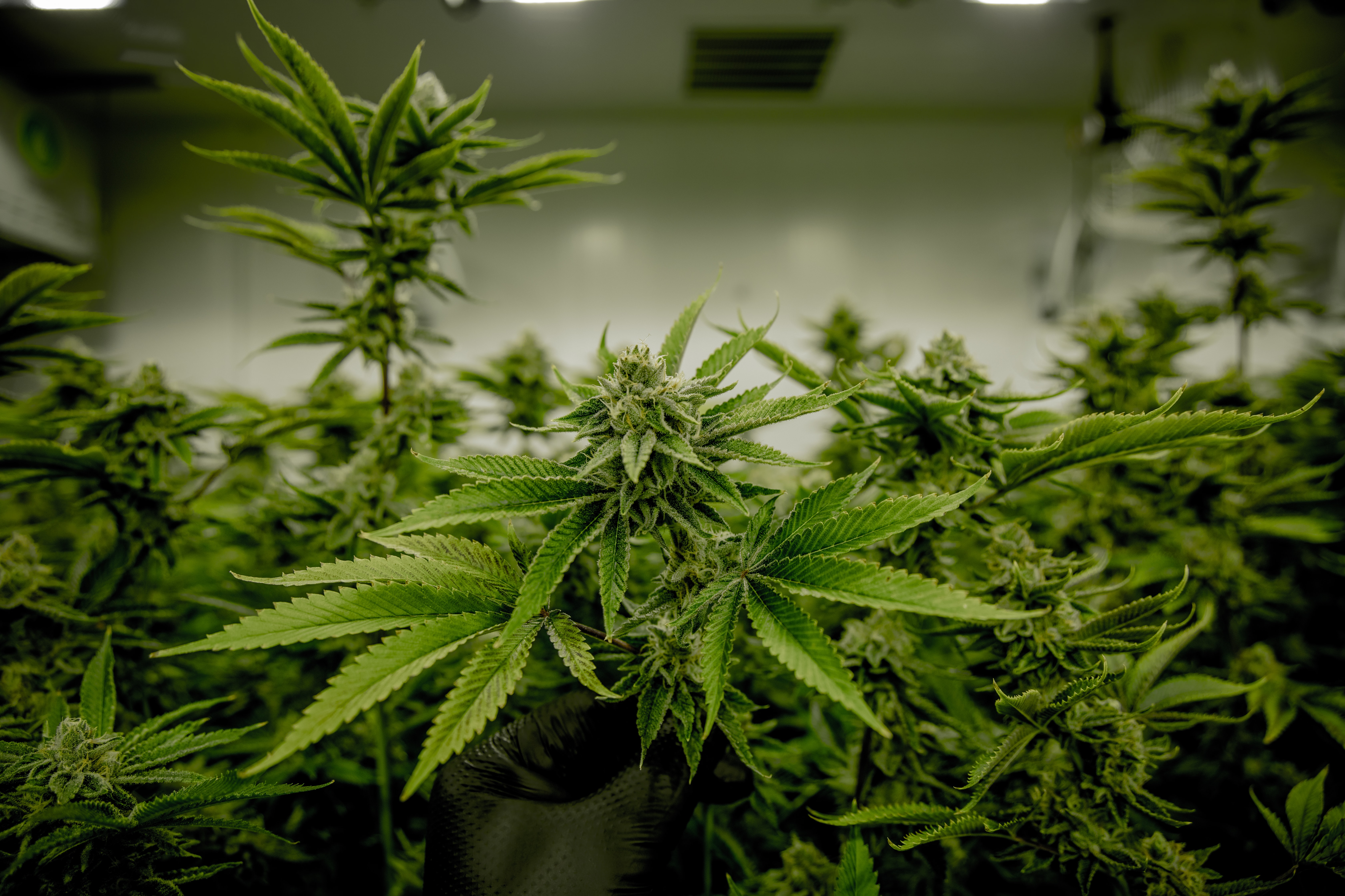 Do you have a medical marijuana card?