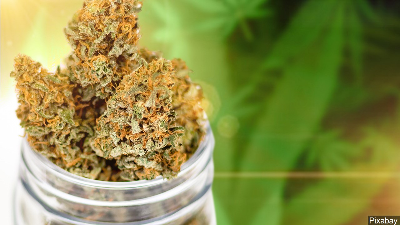 Are you voting YES or NO on prop 207?