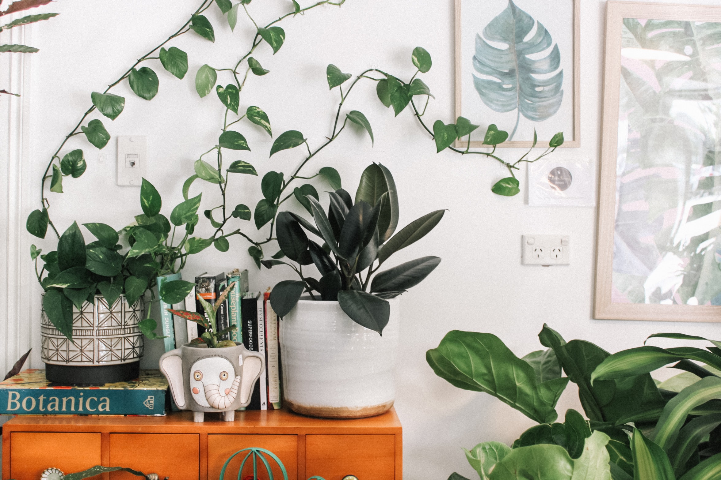 Do you have any plant babies?