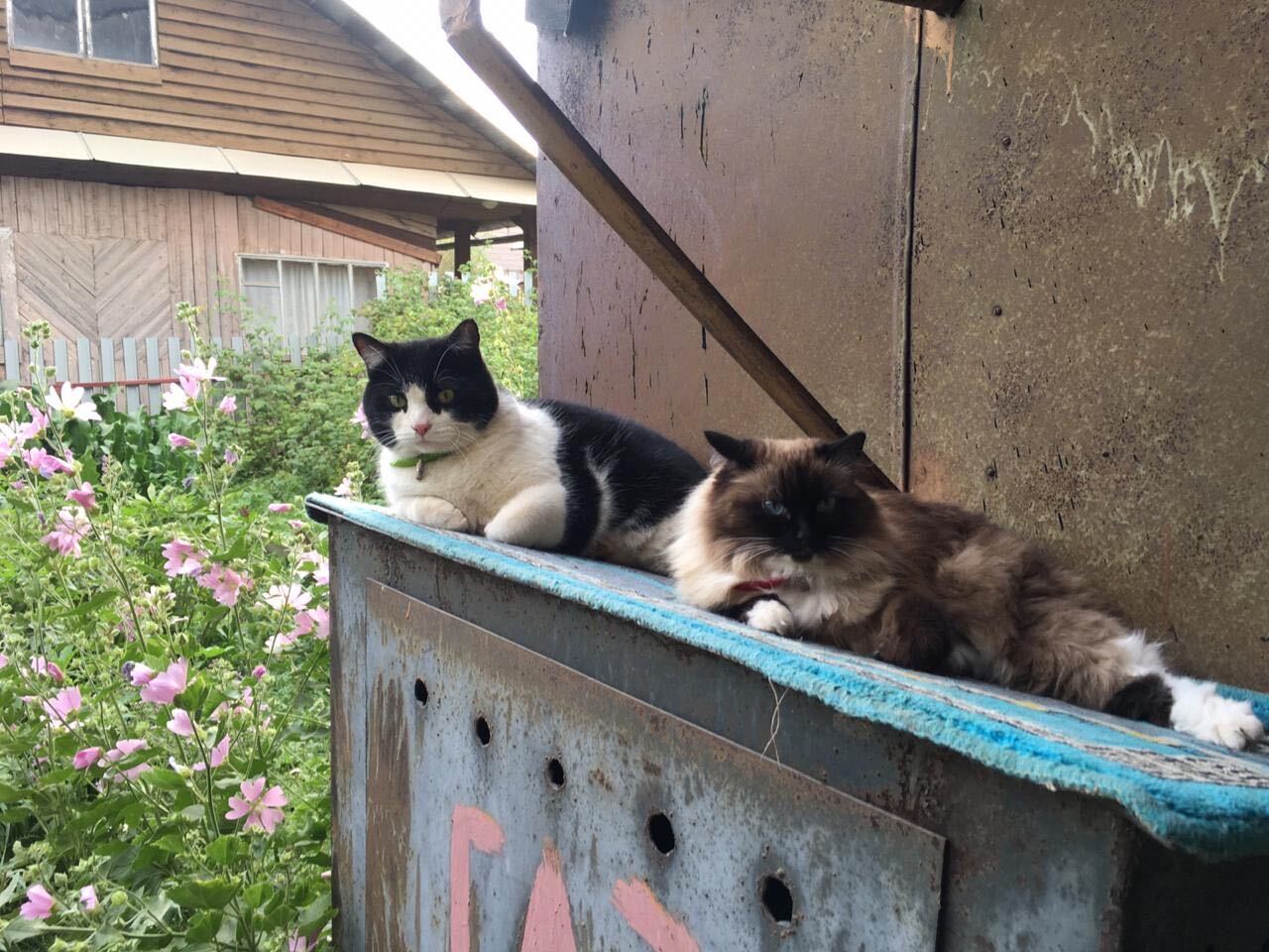 Which one of Demid's pet's is the coolest cat?