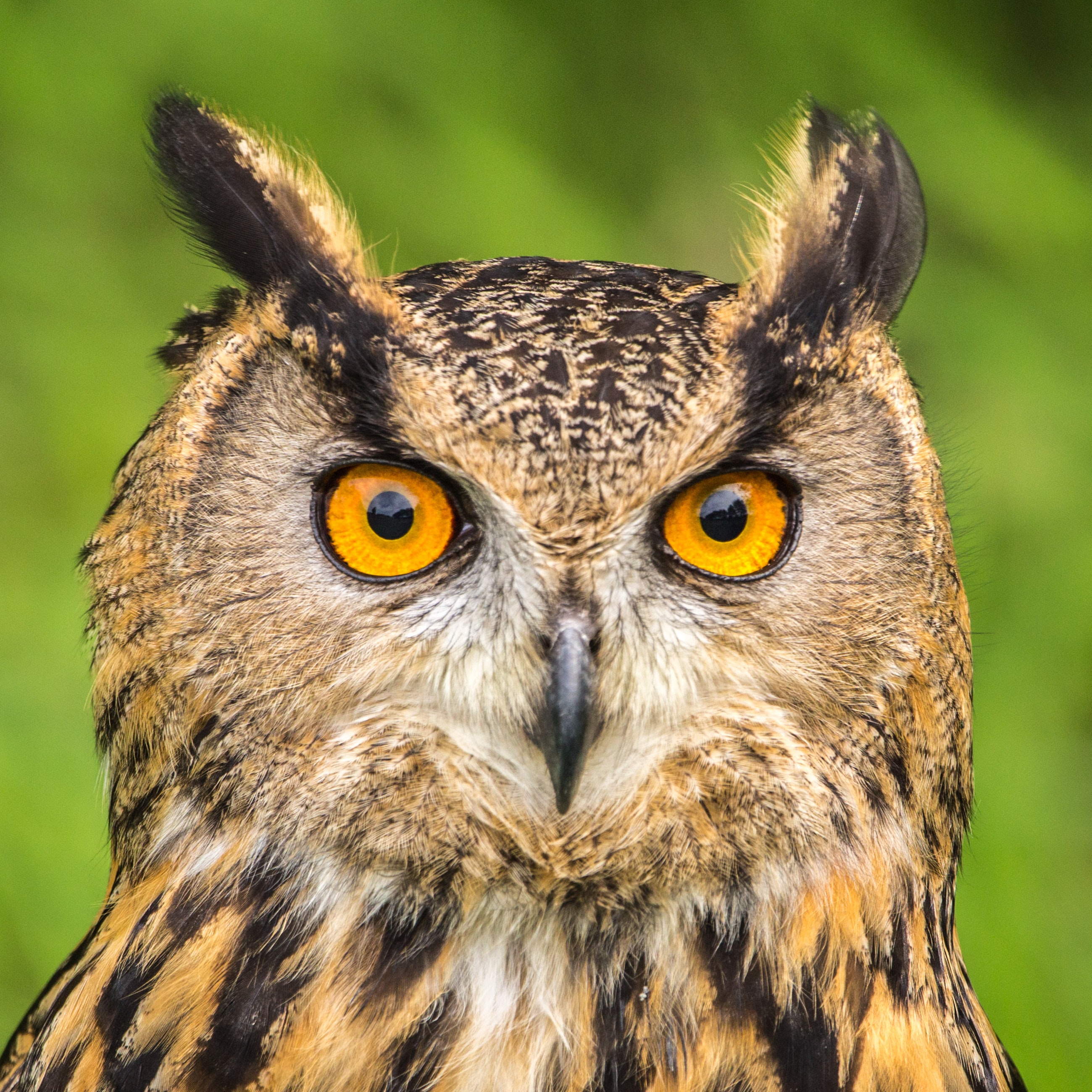 What do you think of this owl?