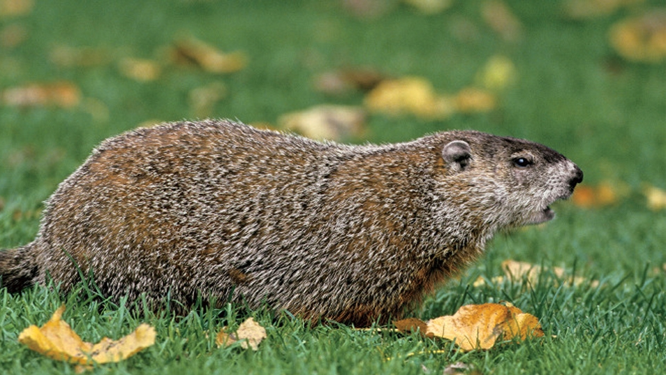 Will the groundhog see his shadow on Groundhog Day, February 2nd?