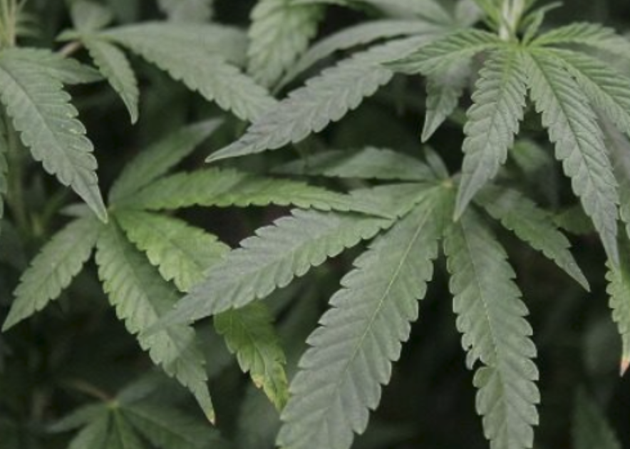 Is the stigma surrounding pot fading?  
