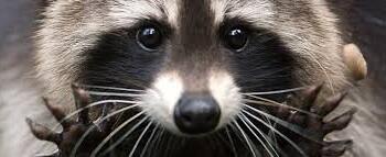 What do you think of raccoons?