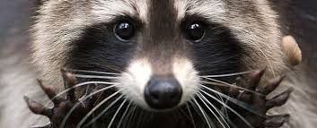 What do you think of raccoons?