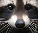 What do you think of raccoons?