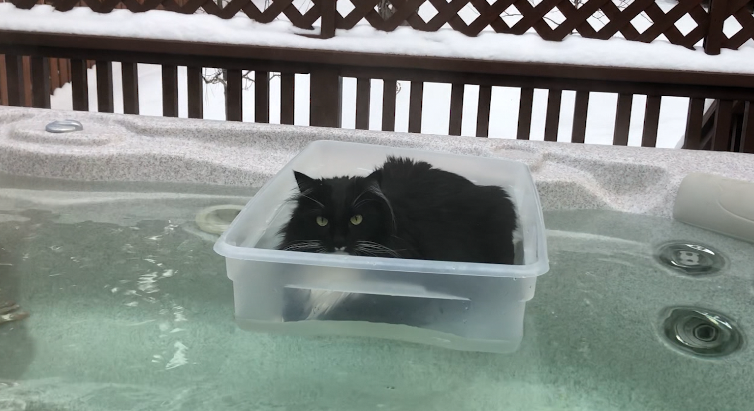Does your pet do anything unique? Share your stories in the comment section!
