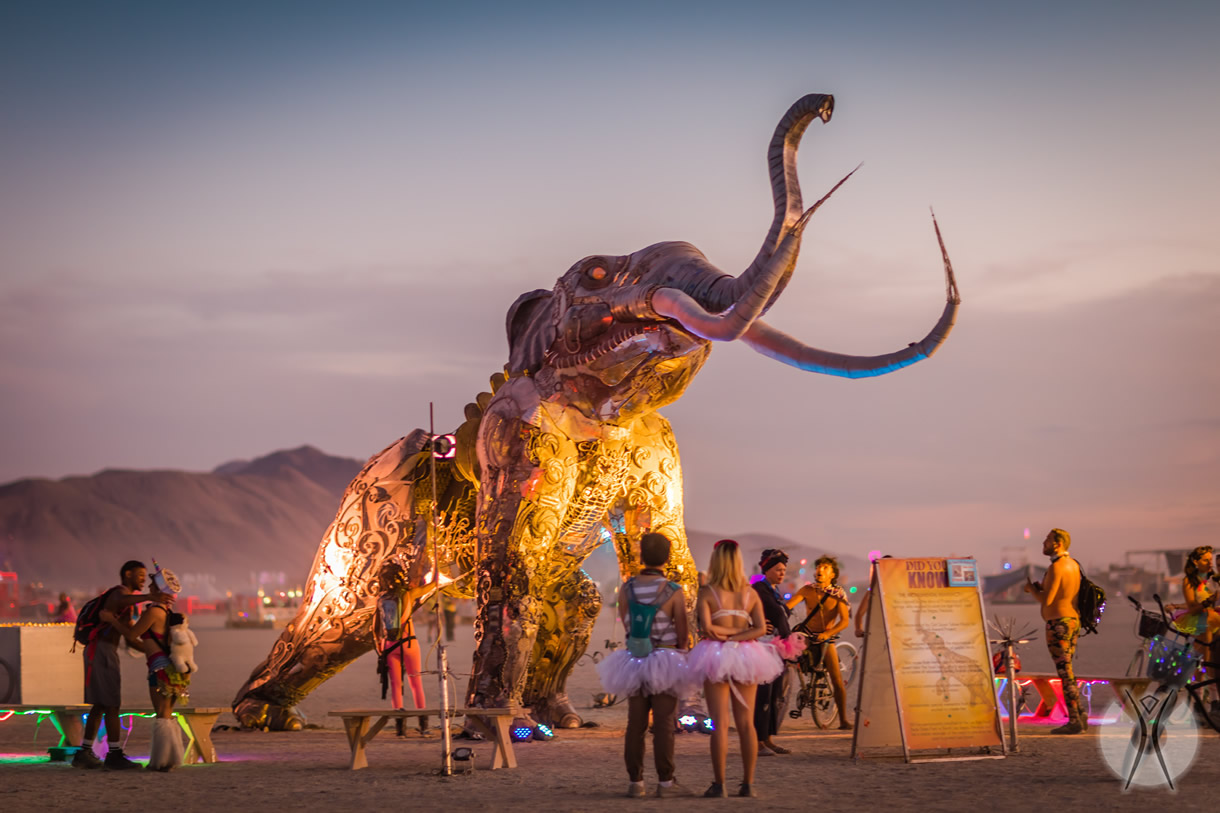 Have you ever wanted to go to burning man?