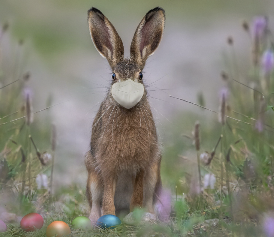 Will you be celebrating Easter with friends and family?