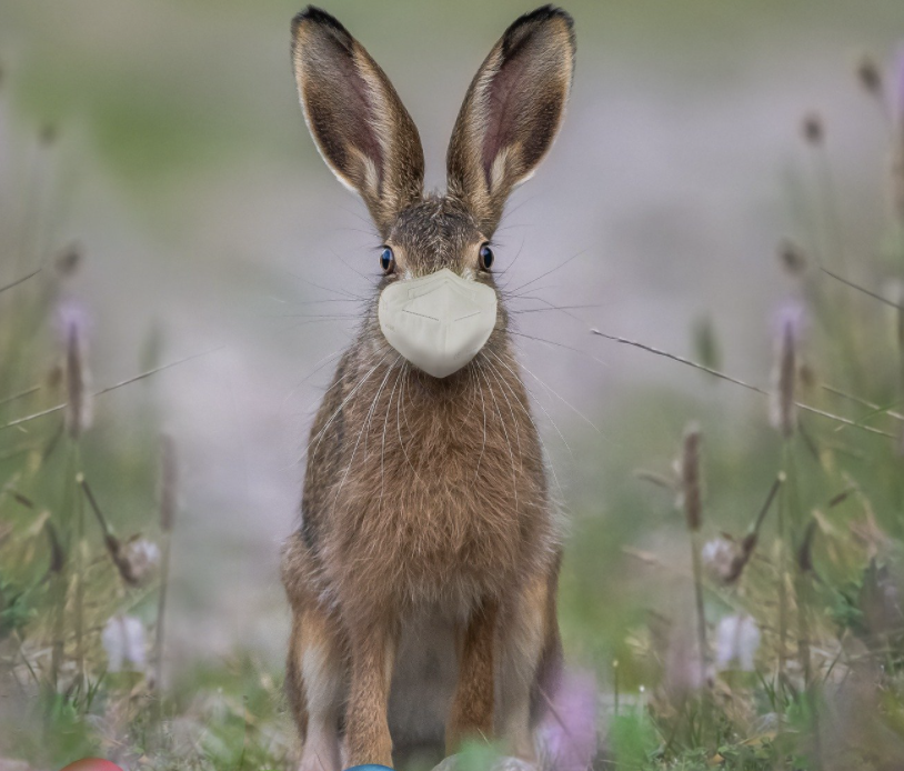 Will there be a post-Easter surge of COVID cases?