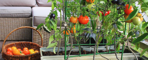 Do you have a garden where you grow your own food?