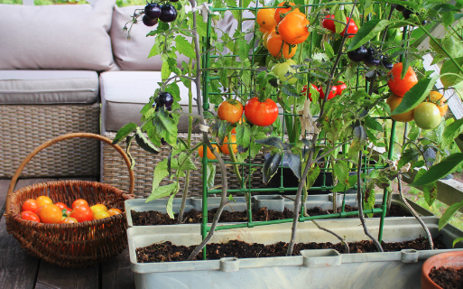 Do you have a garden where you grow your own food?