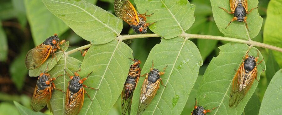 Has your neighborhood been infested with cicadas?
