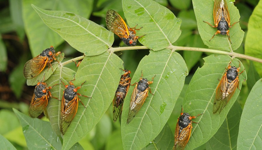 Has your neighborhood been infested with cicadas?