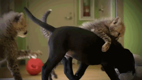 Should exotic animals be allowed as pets?