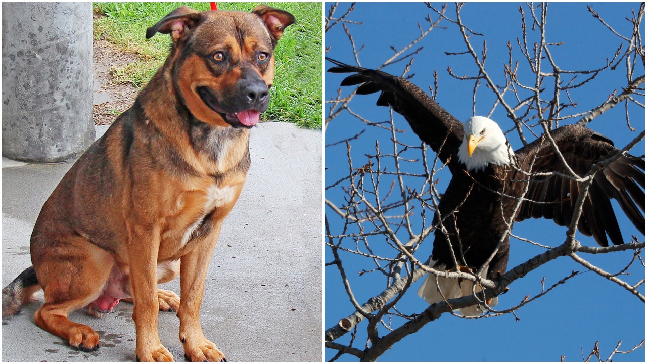 Would you rather have the keen hearing of a dog or the sharp vision of an eagle?