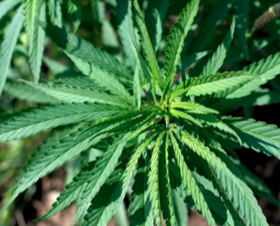 Do you support hemp production?